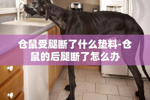 倉鼠受腿斷了什么墊料-倉鼠的后腿斷了怎么辦