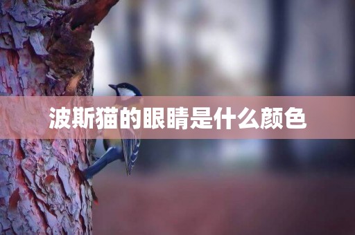 波斯貓的眼睛是什么顏色 波斯貓的眼睛是什么顏色