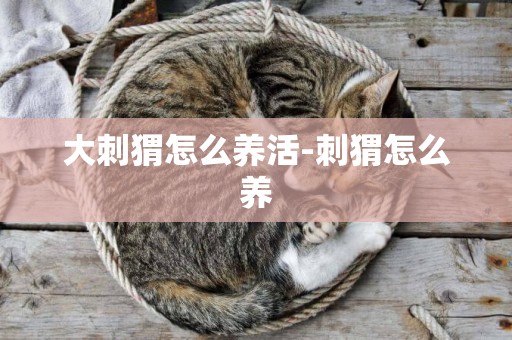 大刺猬怎么養活-刺猬怎么養