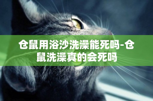 倉鼠用浴沙洗澡能死嗎-倉鼠洗澡真的會死嗎