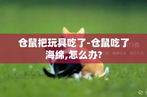 倉鼠把玩具吃了-倉鼠吃了海綿,怎么辦?