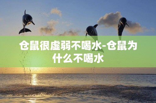 倉鼠很虛弱不喝水-倉鼠為什么不喝水