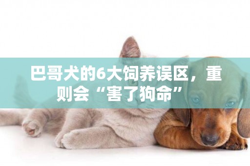 巴哥犬的6大飼養誤區，重則會“害了狗命” 