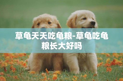 草龜天天吃龜糧-草龜吃龜糧長大好嗎