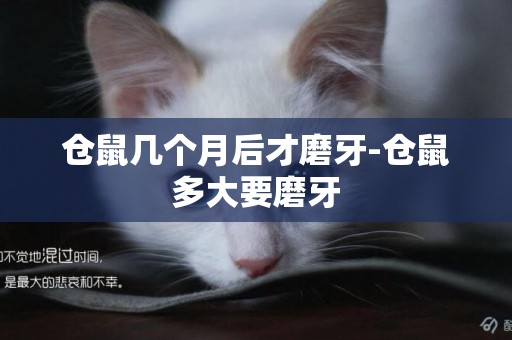 倉鼠幾個月后才磨牙-倉鼠多大要磨牙