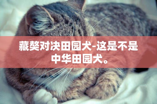 藏獒對決田園犬-這是不是中華田園犬。