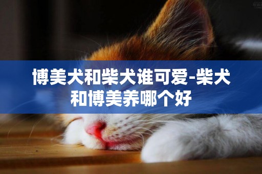博美犬和柴犬誰可愛-柴犬和博美養哪個好