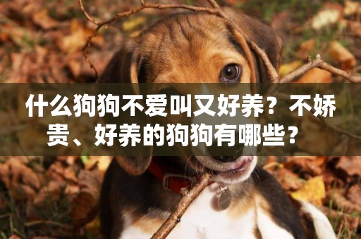 什么狗狗不愛叫又好養？不嬌貴、好養的狗狗有哪些？ 