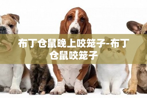 布丁倉鼠晚上咬籠子-布丁倉鼠咬籠子