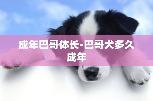 成年巴哥體長-巴哥犬多久成年