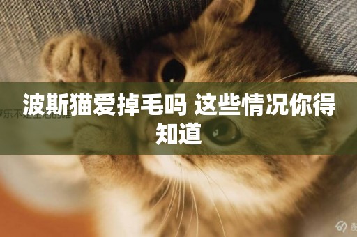波斯貓愛掉毛嗎 這些情況你得知道