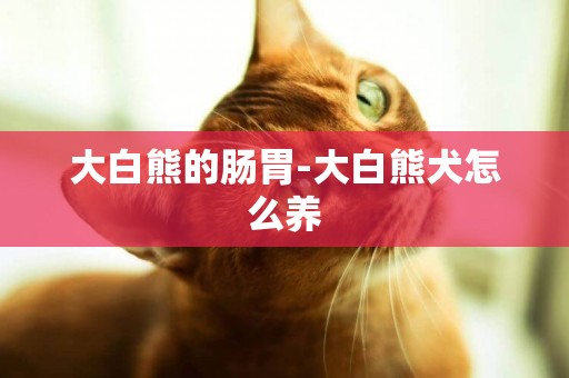 大白熊的腸胃-大白熊犬怎么養