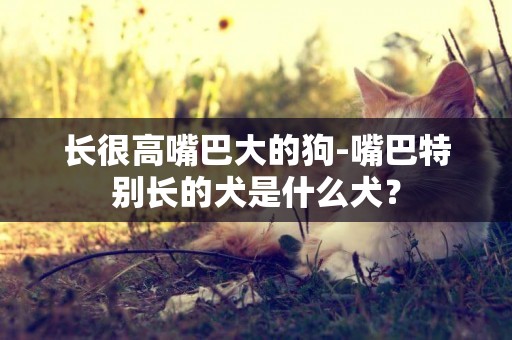 長很高嘴巴大的狗-嘴巴特別長的犬是什么犬？