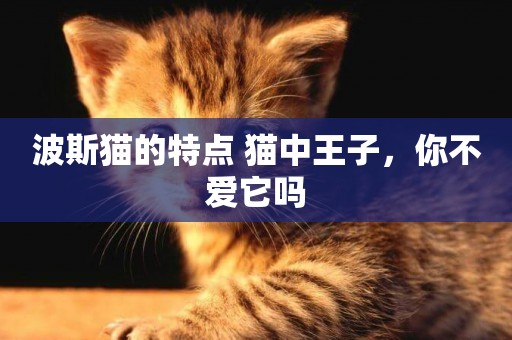 波斯貓的特點 貓中王子，你不愛它嗎