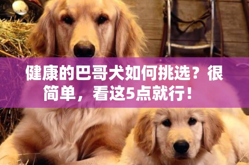 健康的巴哥犬如何挑選？很簡單，看這5點就行！ 