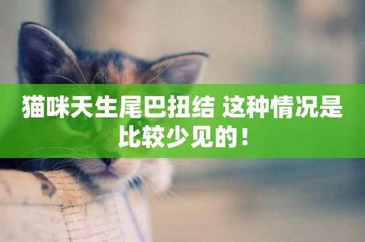 貓咪天生尾巴扭結 這種情況是比較少見的！