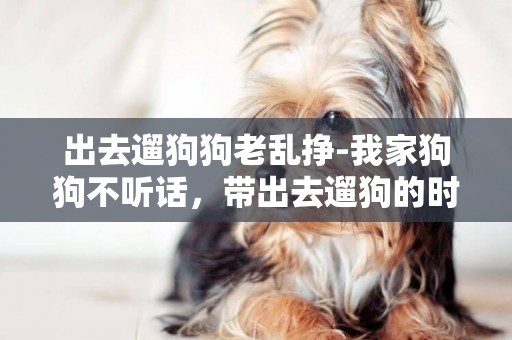 出去遛狗狗老亂掙-我家狗狗不聽話，帶出去遛狗的時候容易跑