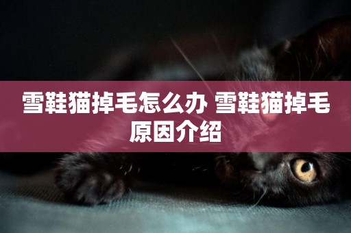 雪鞋貓掉毛怎么辦 雪鞋貓掉毛原因介紹