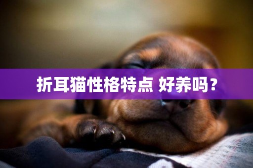折耳貓性格特點 好養嗎？