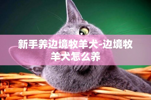 新手養邊境牧羊犬-邊境牧羊犬怎么養