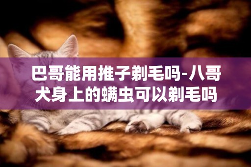 巴哥能用推子剃毛嗎-八哥犬身上的螨蟲可以剃毛嗎