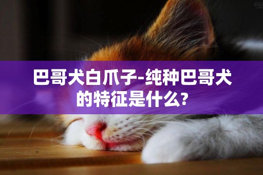 巴哥犬白爪子-純種巴哥犬的特征是什么?