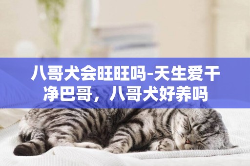 八哥犬會旺旺嗎-天生愛干凈巴哥，八哥犬好養嗎