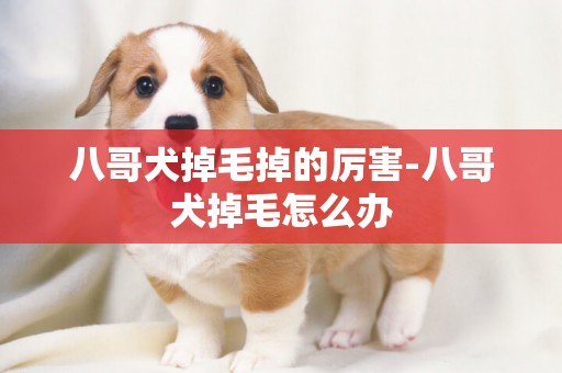 八哥犬掉毛掉的厲害-八哥犬掉毛怎么辦