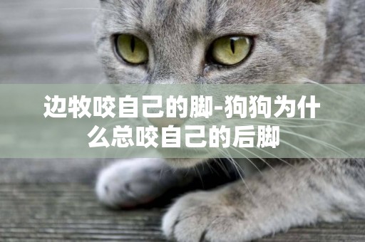 邊牧咬自己的腳-狗狗為什么總咬自己的后腳