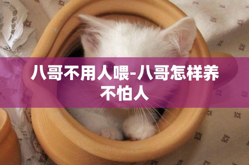 八哥不用人喂-八哥怎樣養不怕人