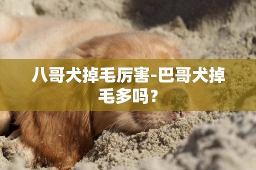 八哥犬掉毛厲害-巴哥犬掉毛多嗎？