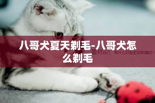 八哥犬夏天剃毛-八哥犬怎么剃毛