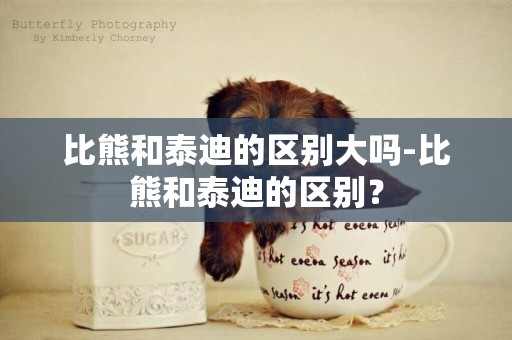 比熊和泰迪的區別大嗎-比熊和泰迪的區別？