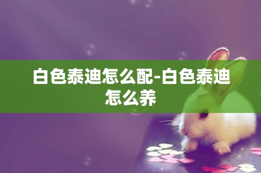 白色泰迪怎么配-白色泰迪怎么養