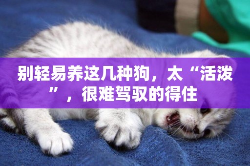 別輕易養這幾種狗，太“活潑”，很難駕馭的得住 