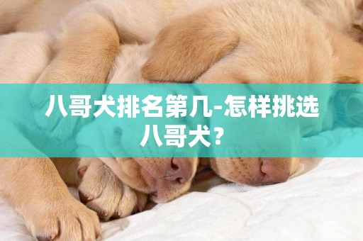 八哥犬排名第幾-怎樣挑選八哥犬？