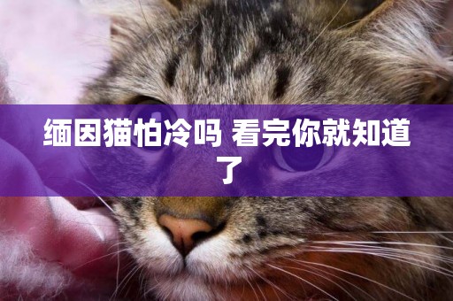 緬因貓怕冷嗎 看完你就知道了