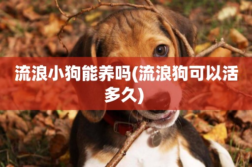 流浪小狗能養嗎(流浪狗可以活多久) 