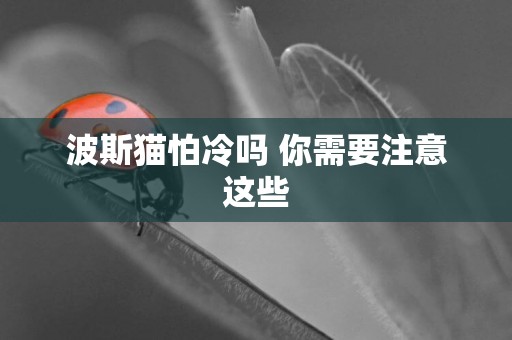 波斯貓怕冷嗎 你需要注意這些