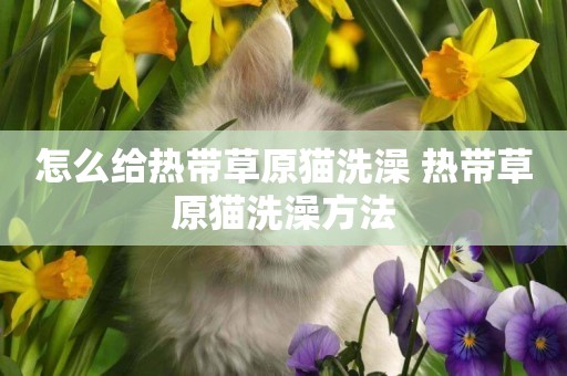 怎么給熱帶草原貓洗澡 熱帶草原貓洗澡方法