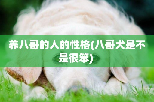養八哥的人的性格(八哥犬是不是很笨) 