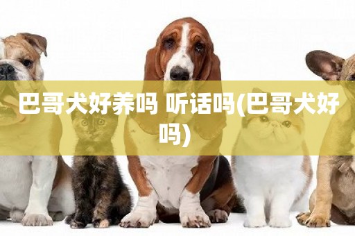 巴哥犬好養嗎 聽話嗎(巴哥犬好嗎) 