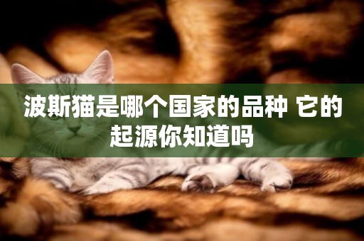 波斯貓是哪個國家的品種 它的起源你知道嗎 波斯貓是哪個國家的品種 它的起源你知道嗎