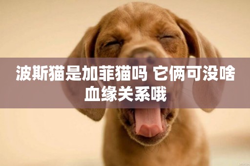波斯貓是加菲貓嗎 它倆可沒啥血緣關系哦
