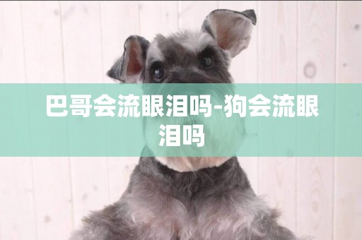 巴哥會流眼淚嗎-狗會流眼淚嗎
