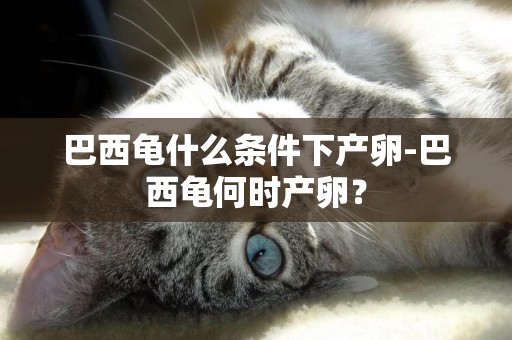 巴西龜什么條件下產卵-巴西龜何時產卵？