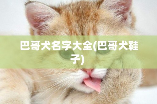 巴哥犬名字大全(巴哥犬鞋子) 