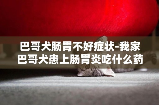 巴哥犬腸胃不好癥狀-我家巴哥犬患上腸胃炎吃什么藥好