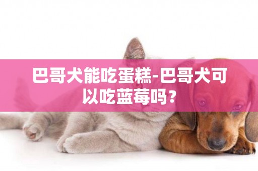 巴哥犬能吃蛋糕-巴哥犬可以吃藍莓嗎？