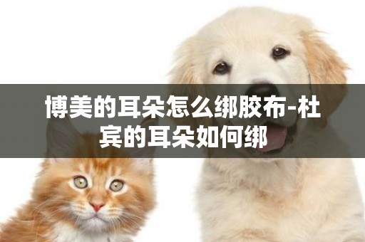 博美的耳朵怎么綁膠布-杜賓的耳朵如何綁